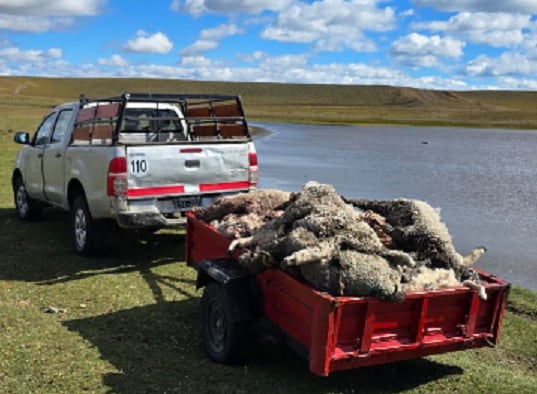 Tragedia: perros salvajes mataron más de 100 ovejas en un importante colegio agrotécnico