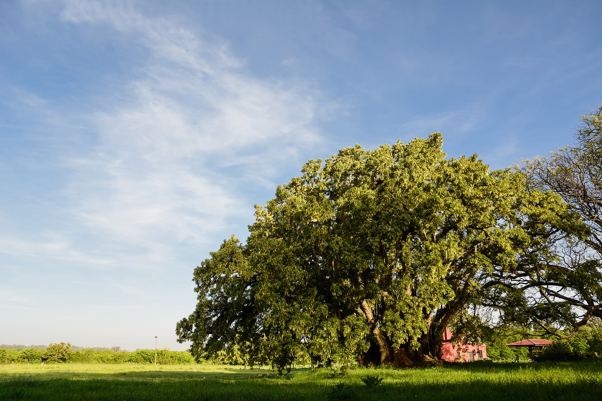 Ombú
La Pampa