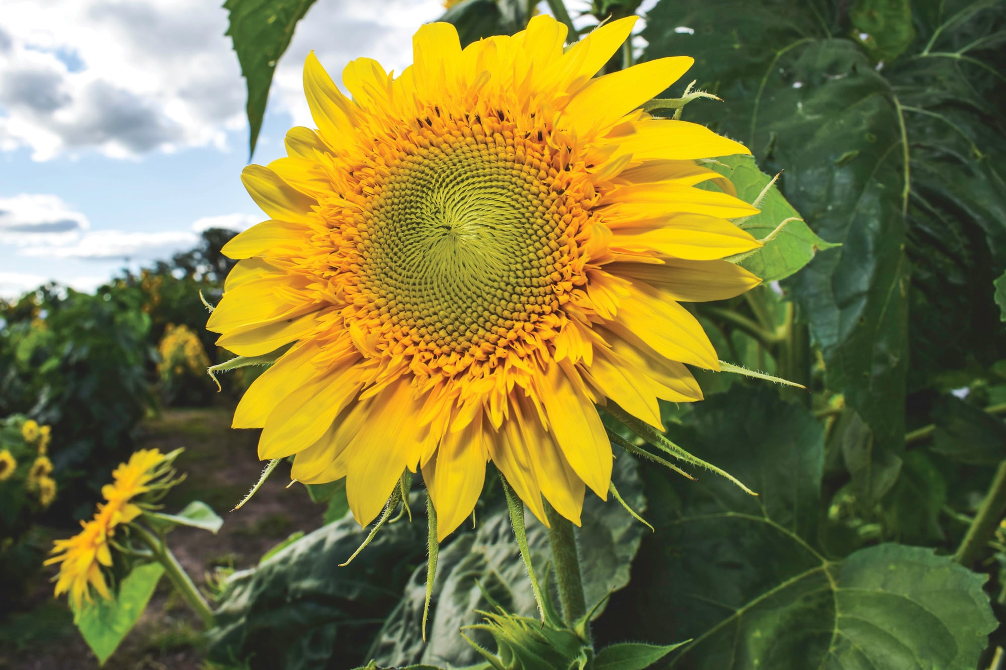 En marzo se registró un récord histórico de molienda de girasol, con 565.000 toneladas procesadas en un solo mes