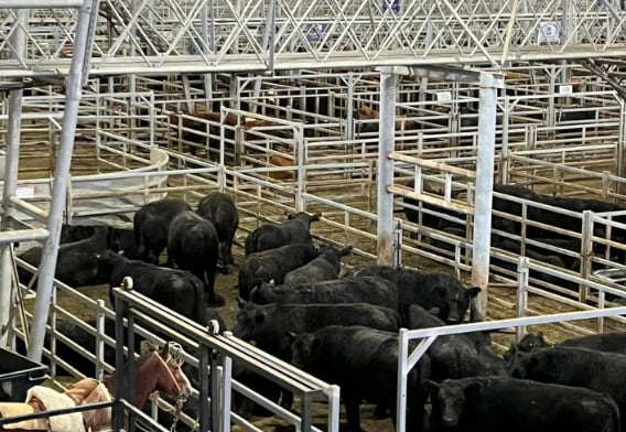 Vacunos: cierre de semana con altibajos en el Mercado Agroganadero de Cañuelas