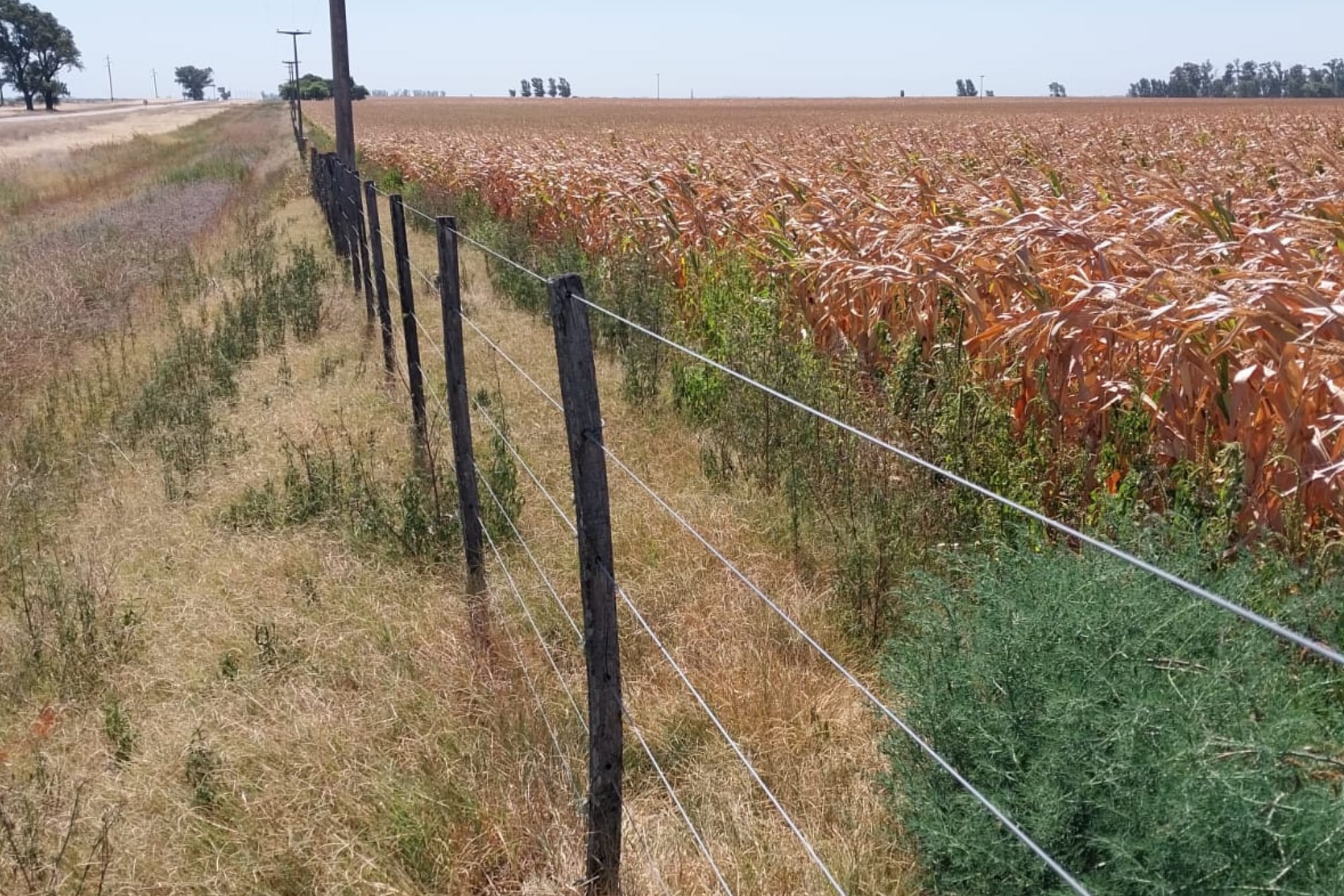 La falta de lluvias empieza a golpear a la soja en la zona núcleo y crece la preocupación por el maíz