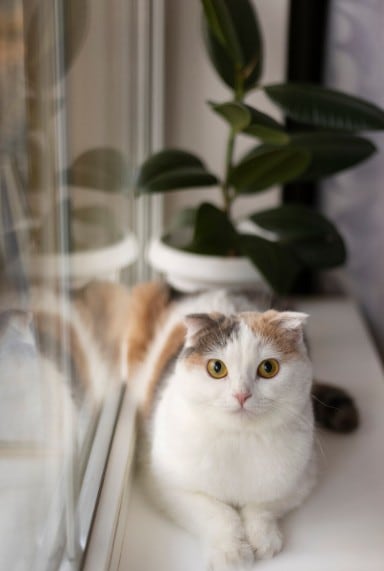 La estimulación visual contribuye al bienestar físico y mental de los felinos (Foto: Freepik)