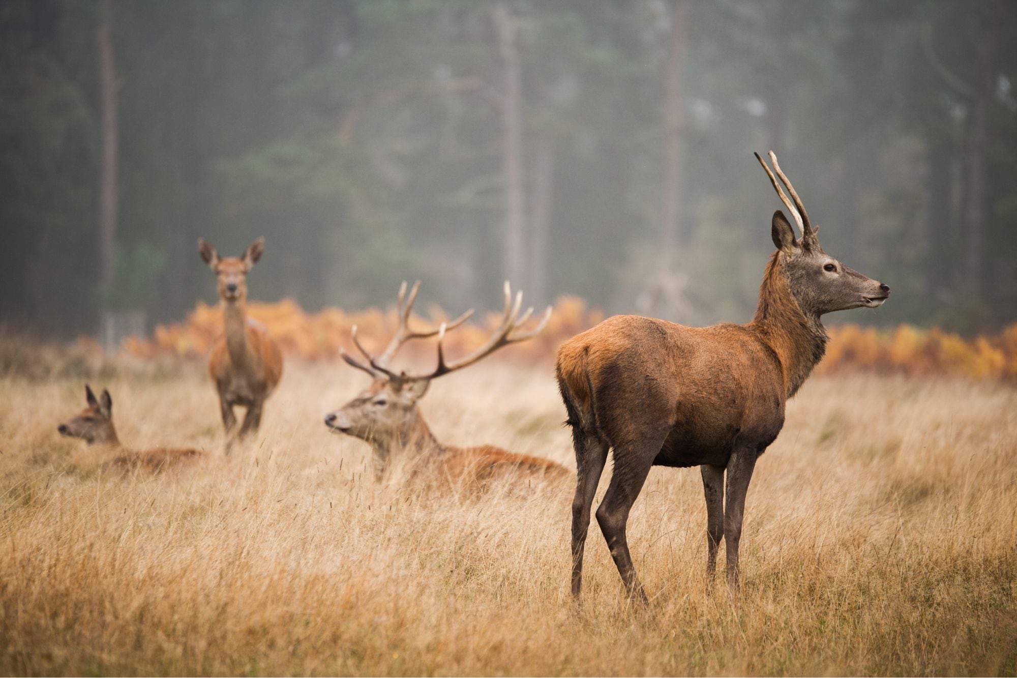 Una provincia impulsa una ley para permitir la venta formal de carne de jabalí, una especie que llegó a una zona muy turística 6 El ciervo, junto con el jabalí, es una de las especies incluidas en el proyecto que el Gobierno de Río Negro enviará a la Legislatura para habilitar su comercialización bajo controles sanitarios