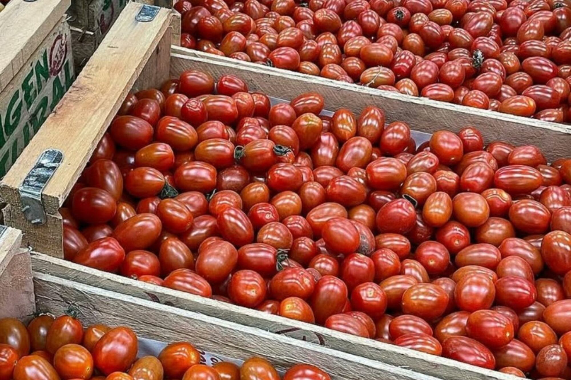 La producción de tomates del campo de la familia