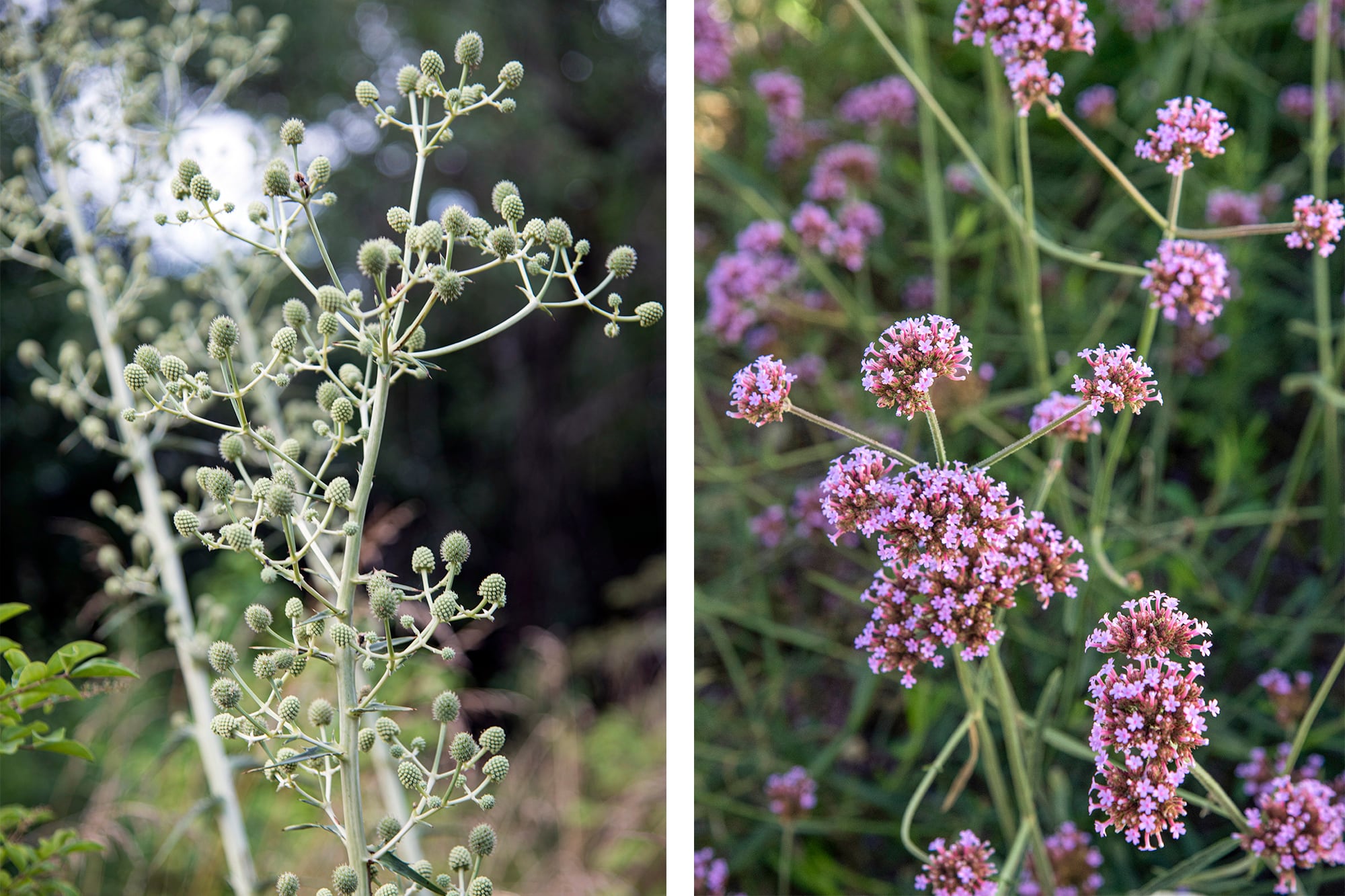 Eryngium pandanifolium y Verbena bonaerensis Lollipop