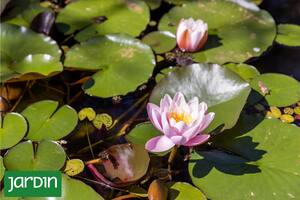 Es una de las flores más bellas del mundo y no necesitás tierra para cultivarla