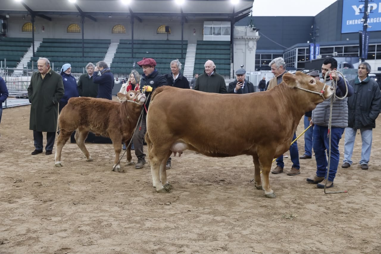 La vaca Tini Tini nació en 2022 en la Rural
