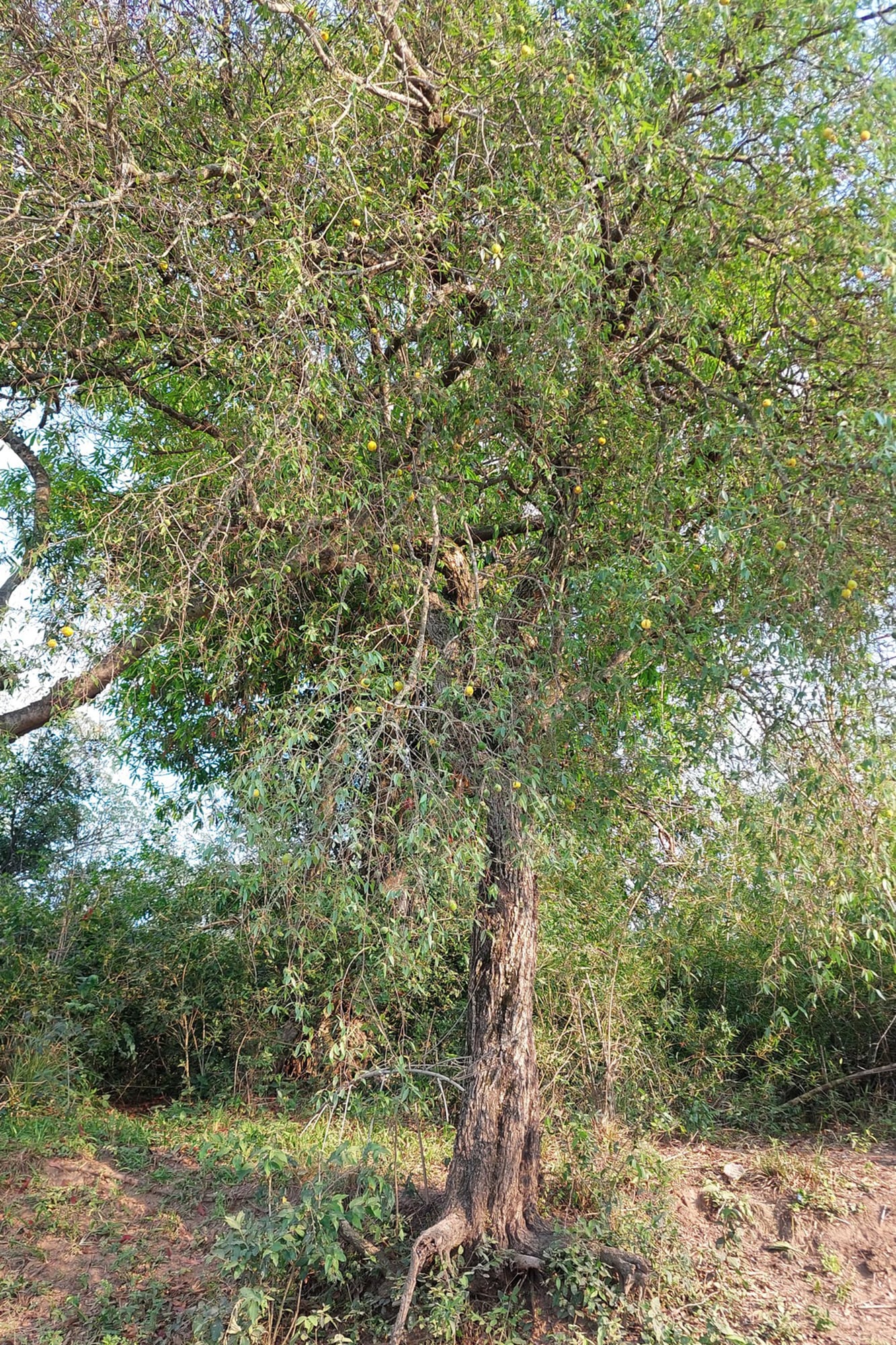 Un árbol Ubajay le dio origen al pueblo.