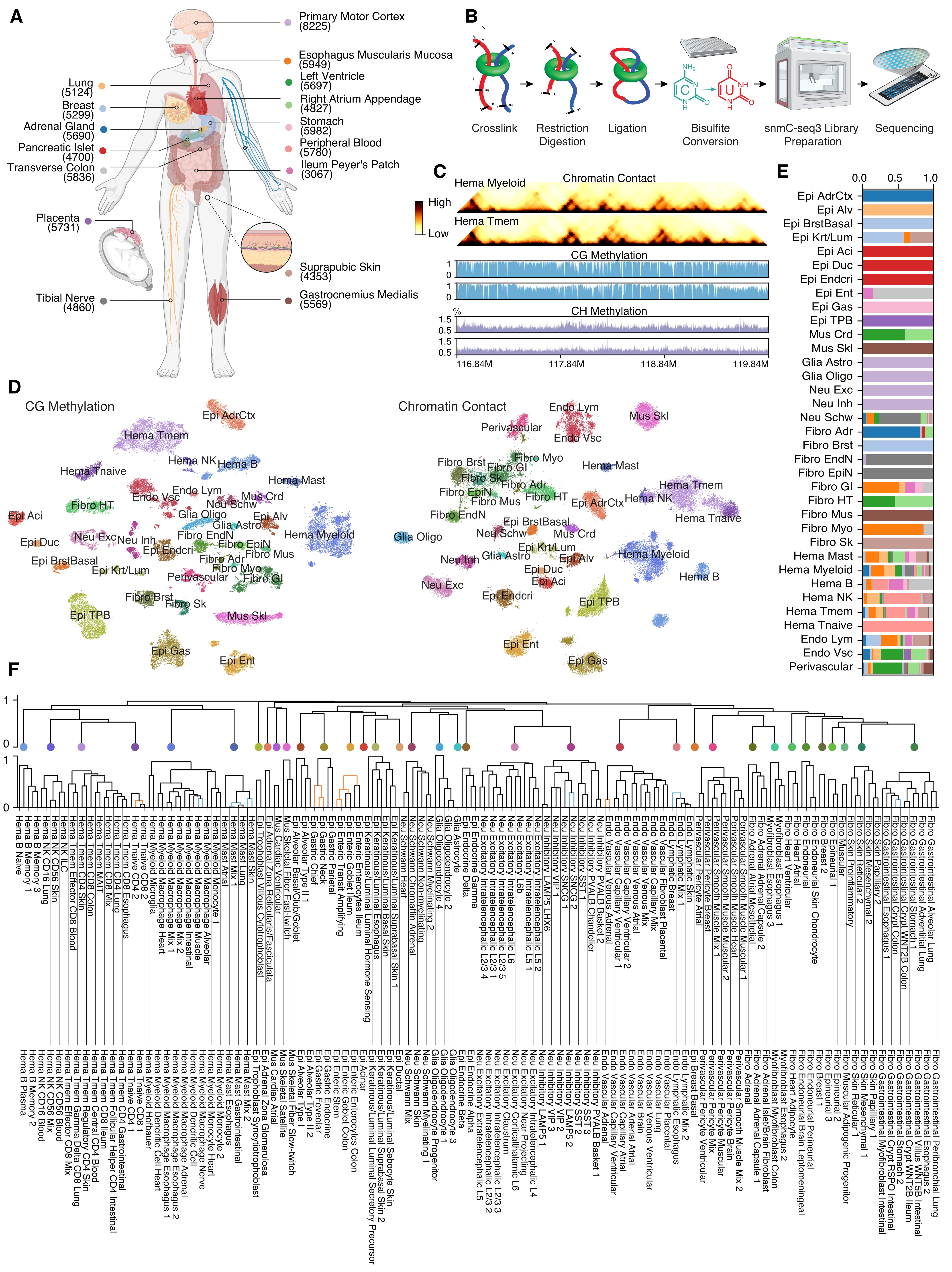 El estudio funciona como un mapa de alta resolución del genoma humano: permite observar cómo se pliega el ADN, cómo se modifica químicamente y cómo esos procesos varían entre distintos tipos celulares