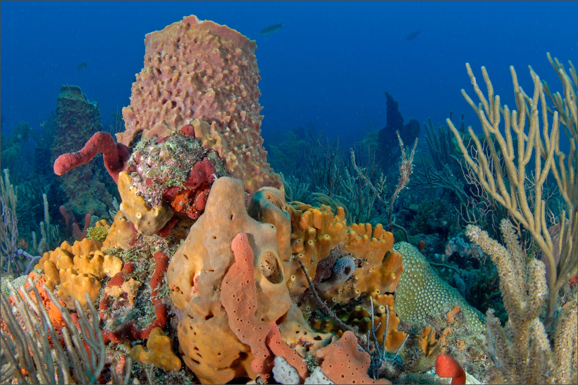 Los científicos pidieron trasladar 3500 corales para evitar la destrucción de una población entera frente a un posible incremento de temperaturas oceánicas en Florida