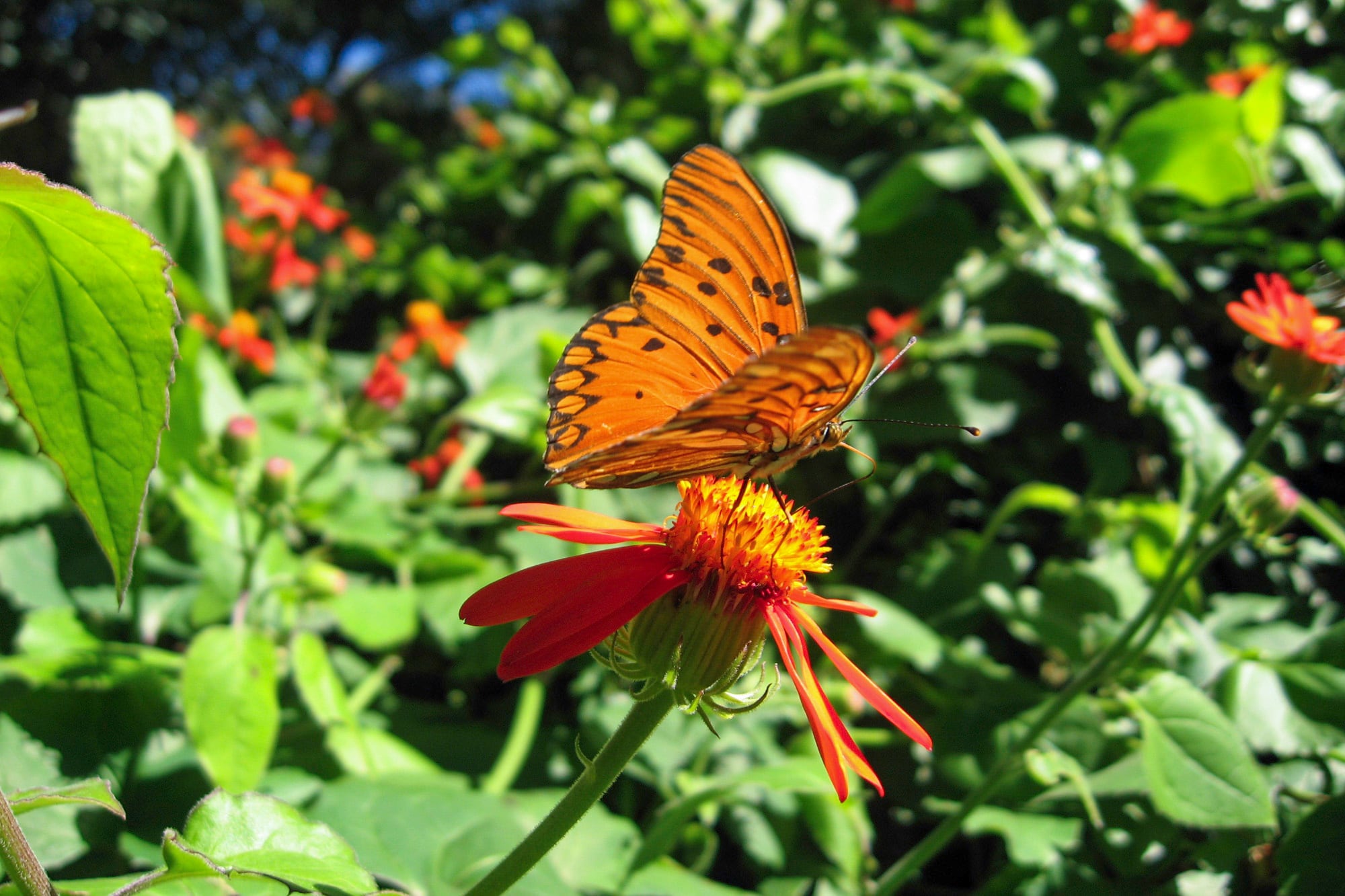 Rojo, naranja, amarillo combinados con negro significan “¡Peligro!”, ideal para ahuyentar depredadores