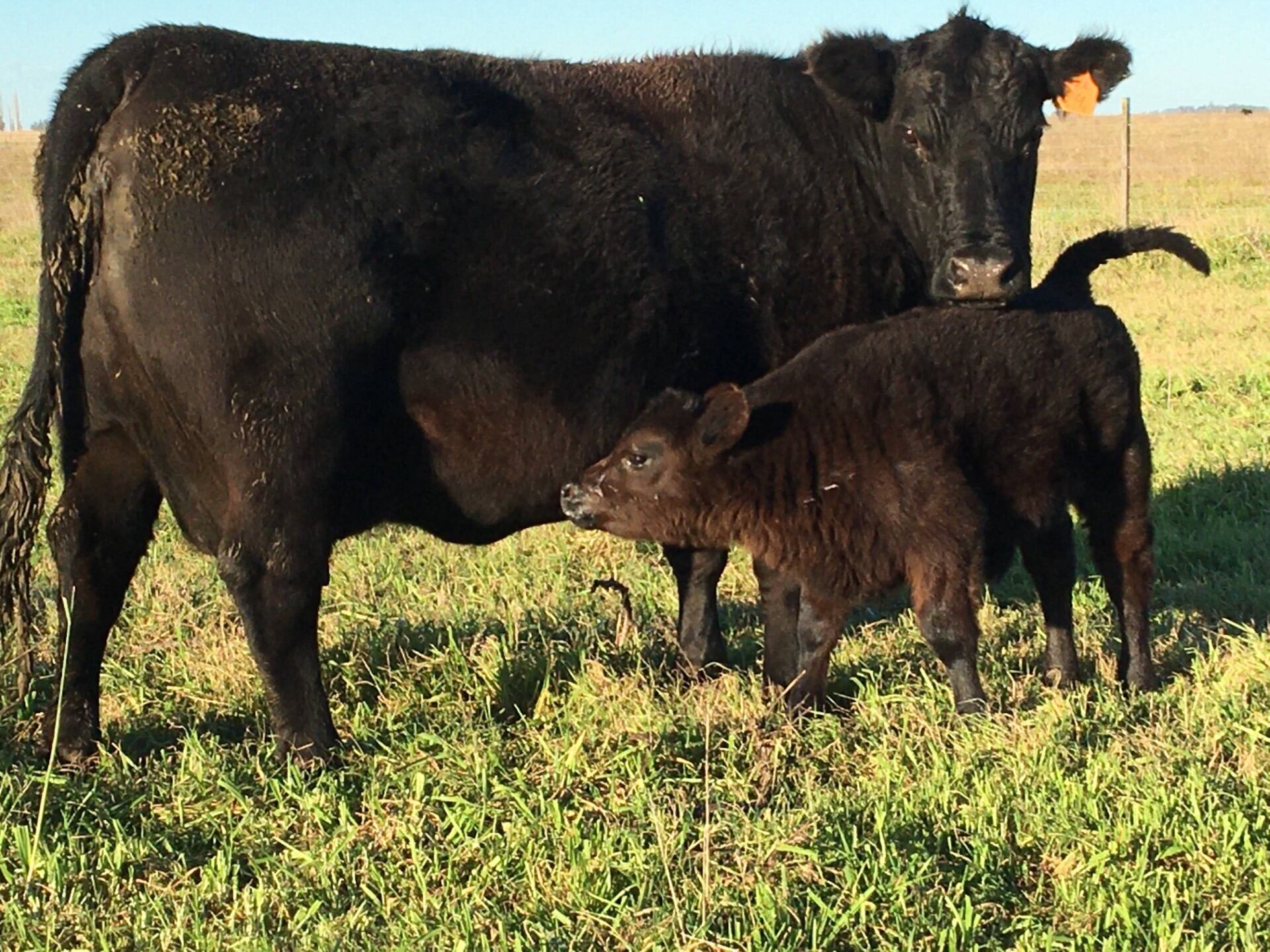El incentivo de tener un nuevo demandante de ganado para los criadores y los recriadores estimuló mejoras significativas en la tasa de destete (+ terneros por vaca), en el peso medio de faena (+ kilos por cabeza faenada) que generaron más cabezas en stock y más destinadas a faena, lo que permitió incrementar las exportaciones en pie y de carne vacuna