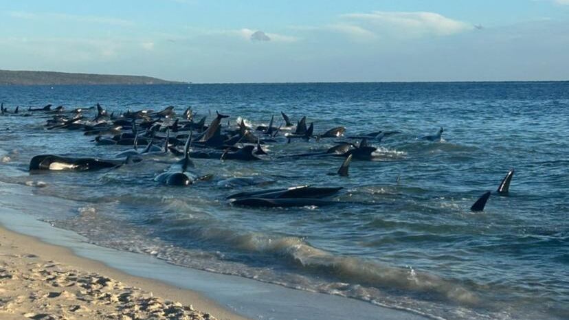 Más de 160 ballenas quedaron varadas en la costa de Australia: al menos 26 murieron y se teme que haya que sacrificarlas
