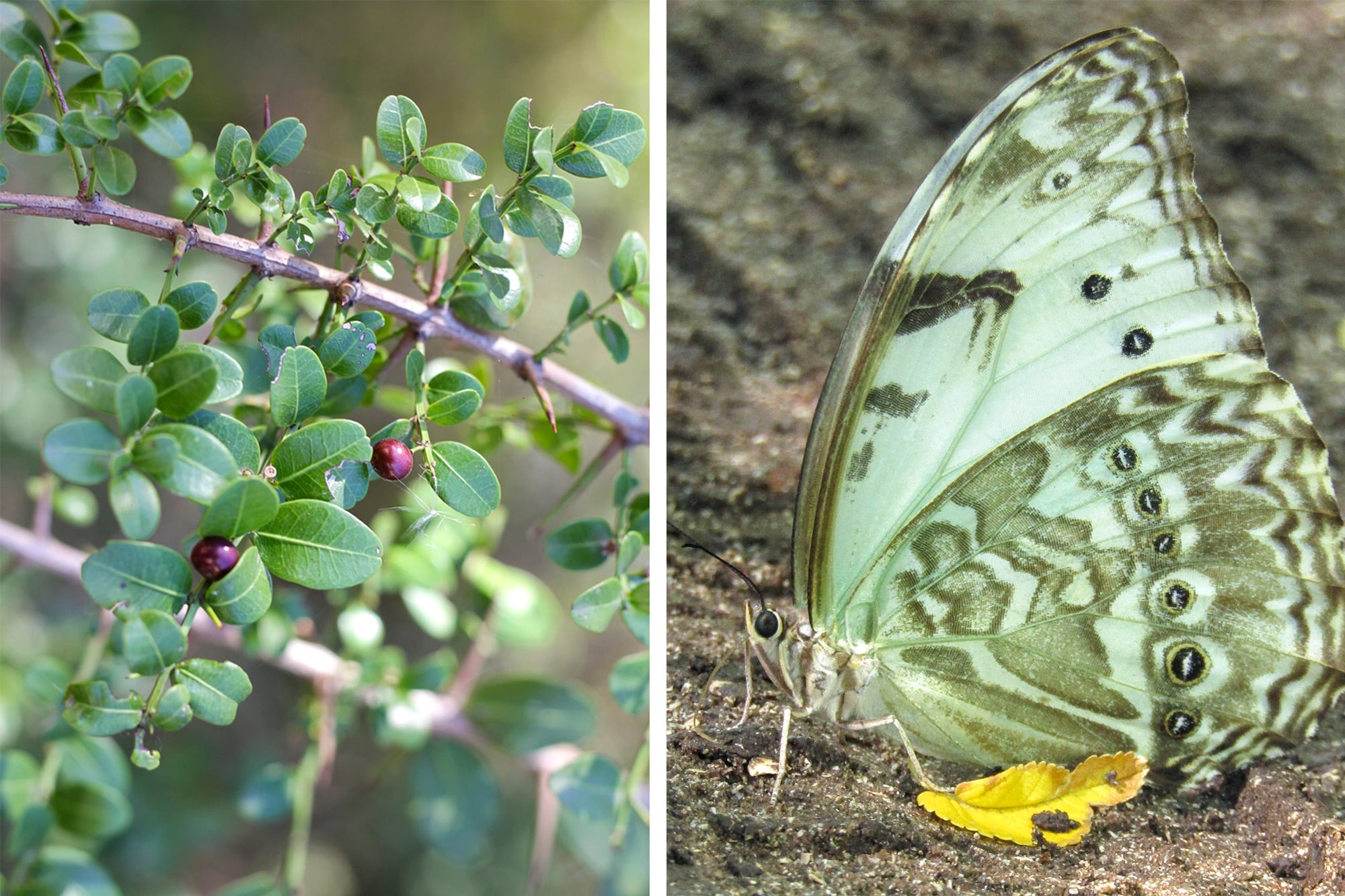 Scutia buxifolia, o coronillo, es una planta hospedera fundamental para la mariposa bandera argentina (Morpho epistrophus argentinus)