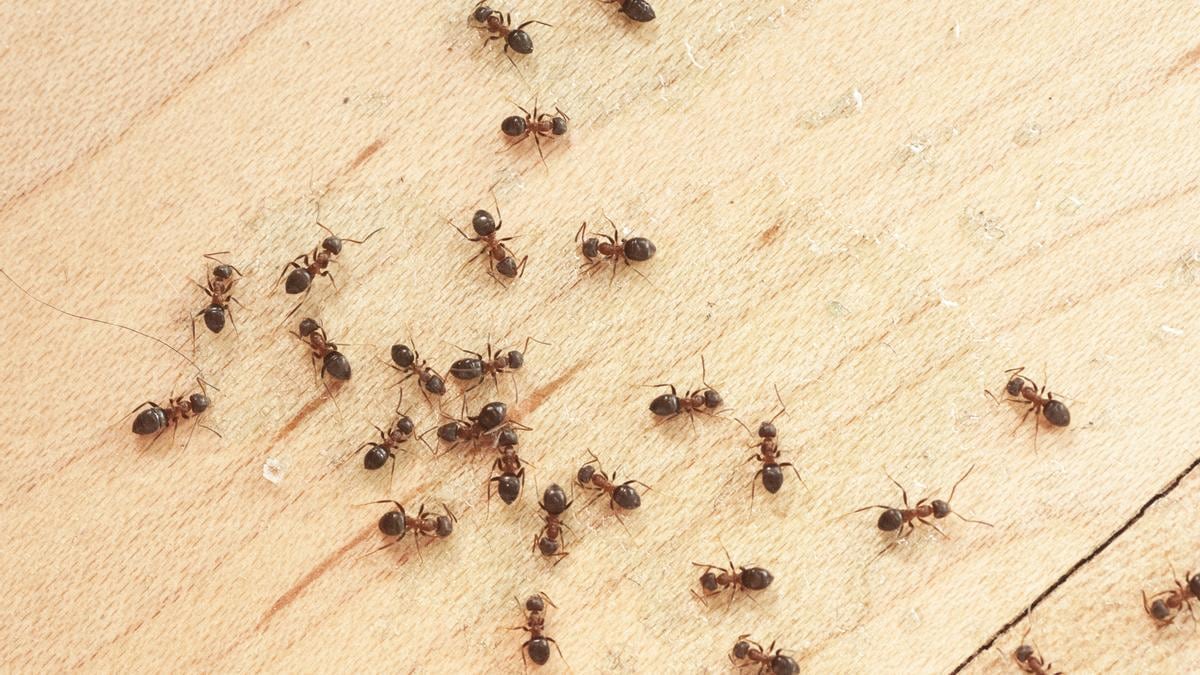 Cuál es el método casero para exterminar a las hormigas