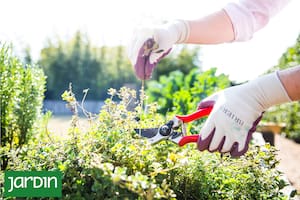 El secreto muy simple para que las aromáticas crezcan más y sean más ricas