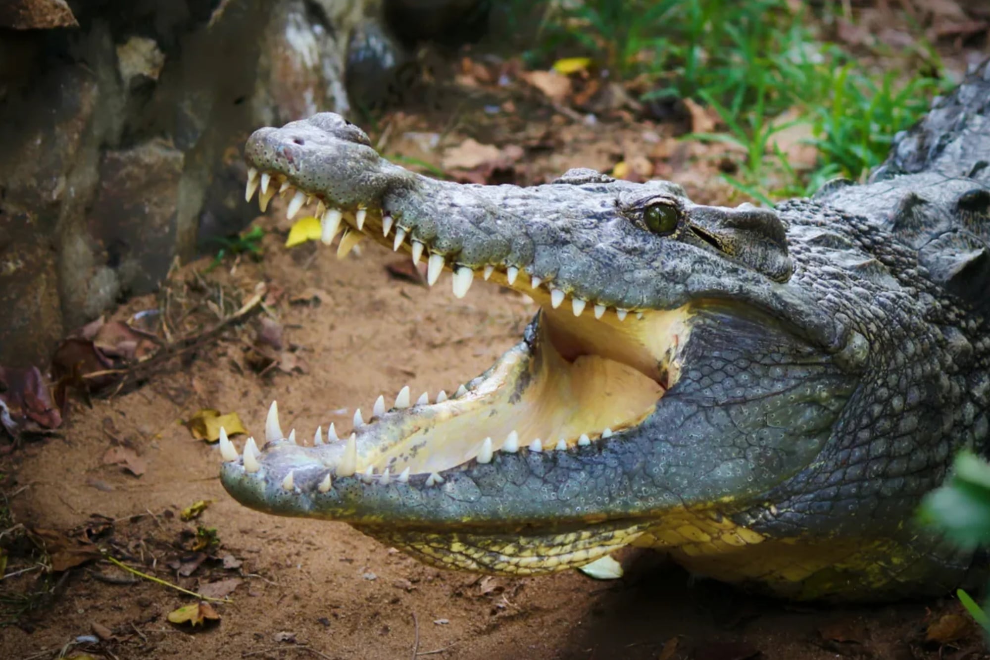 El color del cocodrilo puede influenciar el significado del sueño