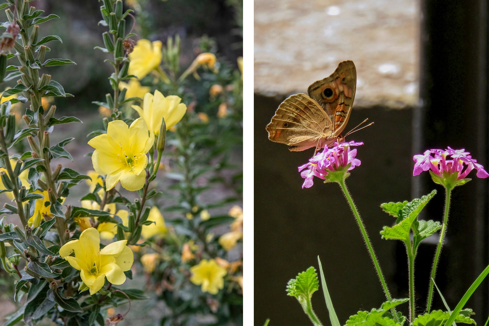 Oenothera affinis y Lantana megapotamica, dos aliadas para crear un jardín más vivo y lleno de mariposas