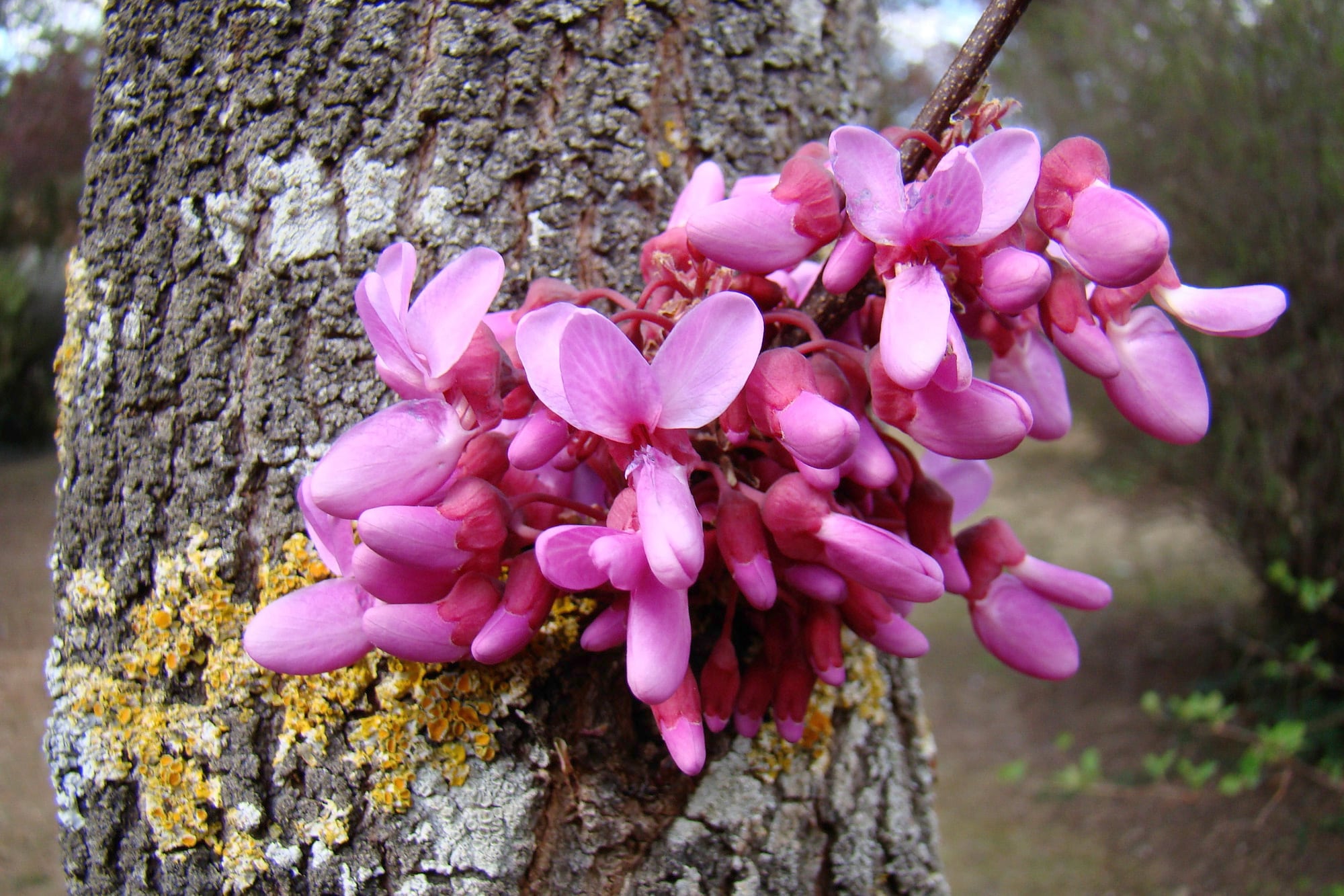 Cuando todavía parece dormido, el árbol del amor florece con sus flores fucsias