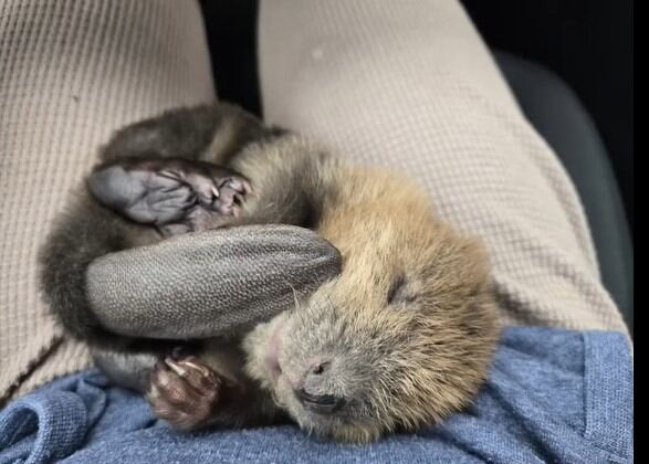 Timber tenía solo una semana de vida en ese momento.