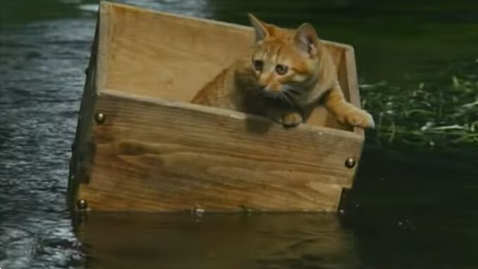 Las aventuras de Chatrán: el film empañado por denuncias de maltrato animal y la duda atroz sobre los gatos que murieron en el rodaje
