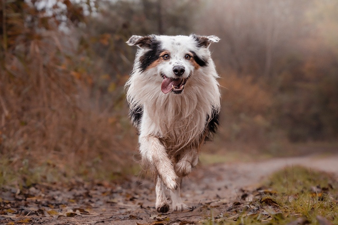 Un border collie suele considerarse anciano entre los 7 y 9 años (Imagen ilustrativa: PIXABAY)
