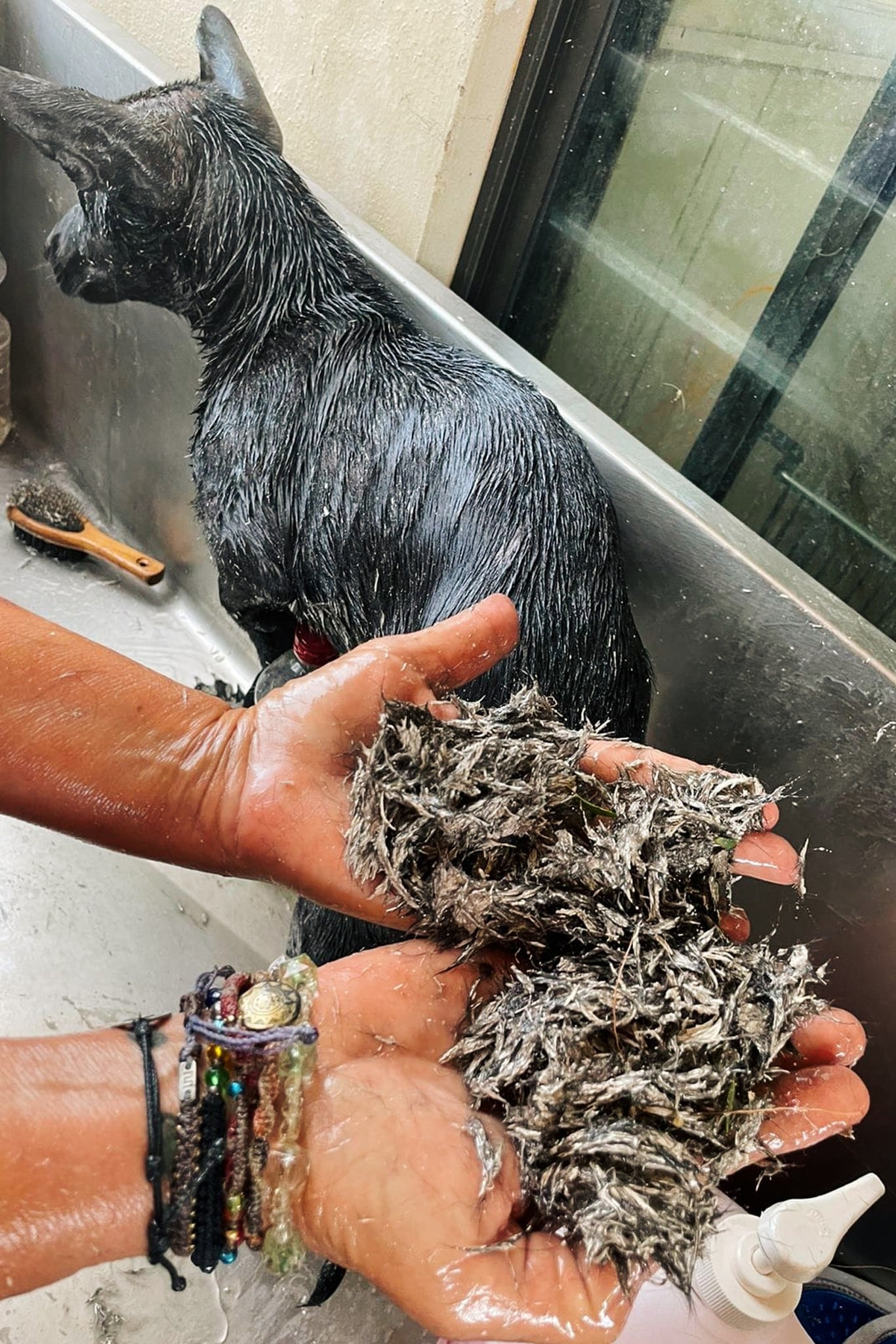 Dante perdió pelo durante el proceso.