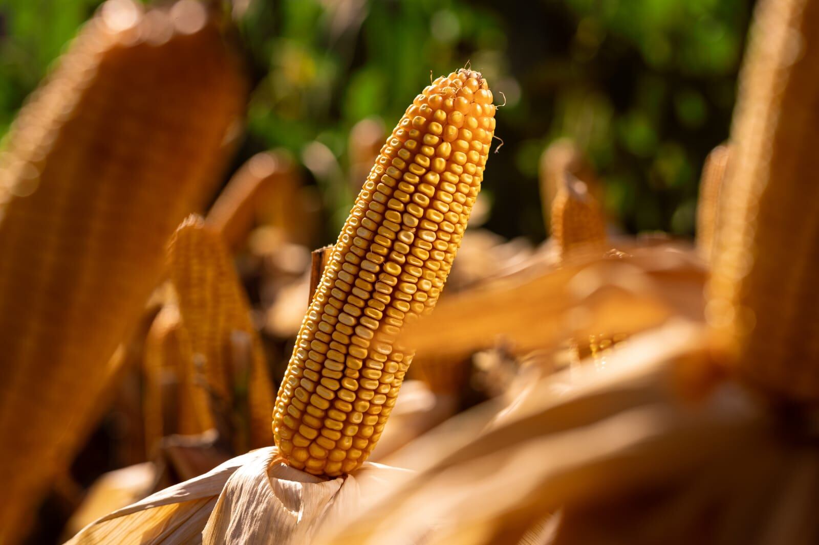 Una adecuada implantación del cultivo ayuda a una germinación y emergencia más homogénea. Se debe tener en cuenta la temperatura (+10°c) y la humedad del suelo (65 a 70% de la capacidad de campo)