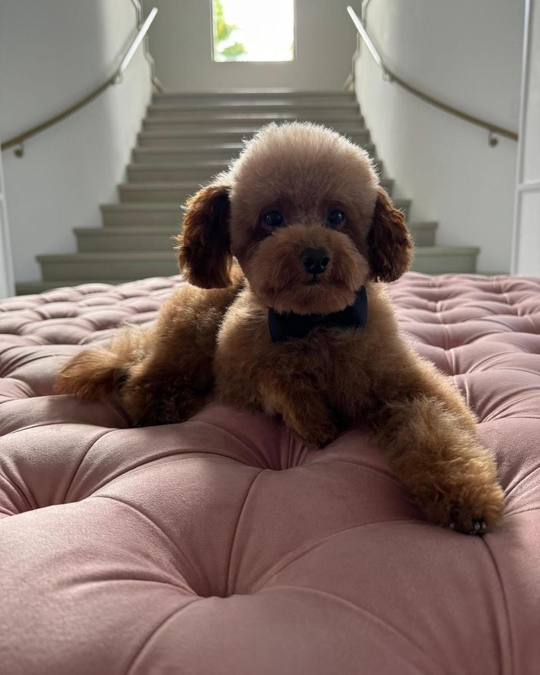 Antonela Roccuzzo mostró a su perro Abú en el carrusel de imágenes de Instagram