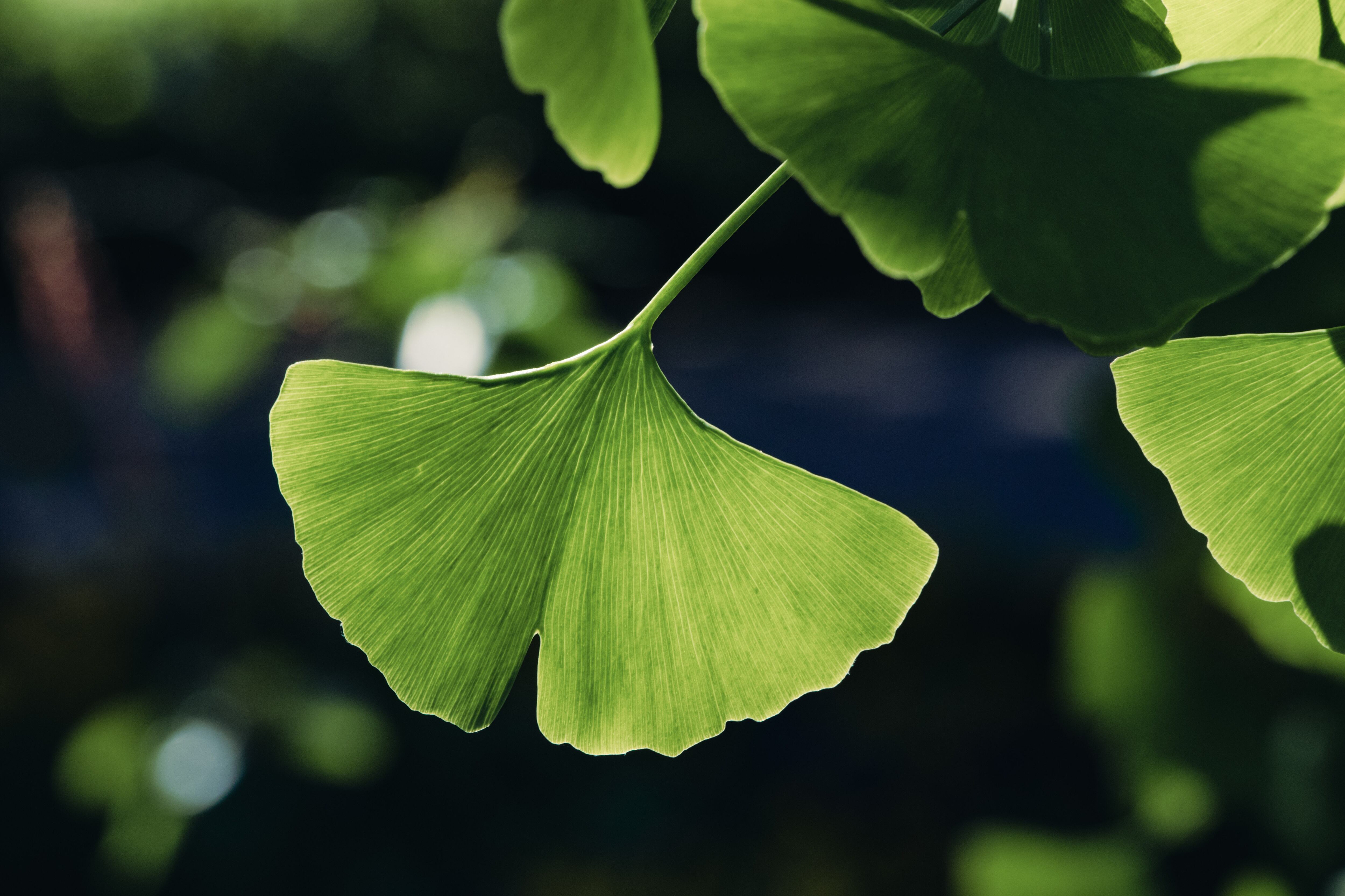 La mayoría de las investigaciones sobre el ginkgo se centran en sus efectos sobre la demencia, la memoria y el dolor causado por el flujo sanguíneo muy bajo