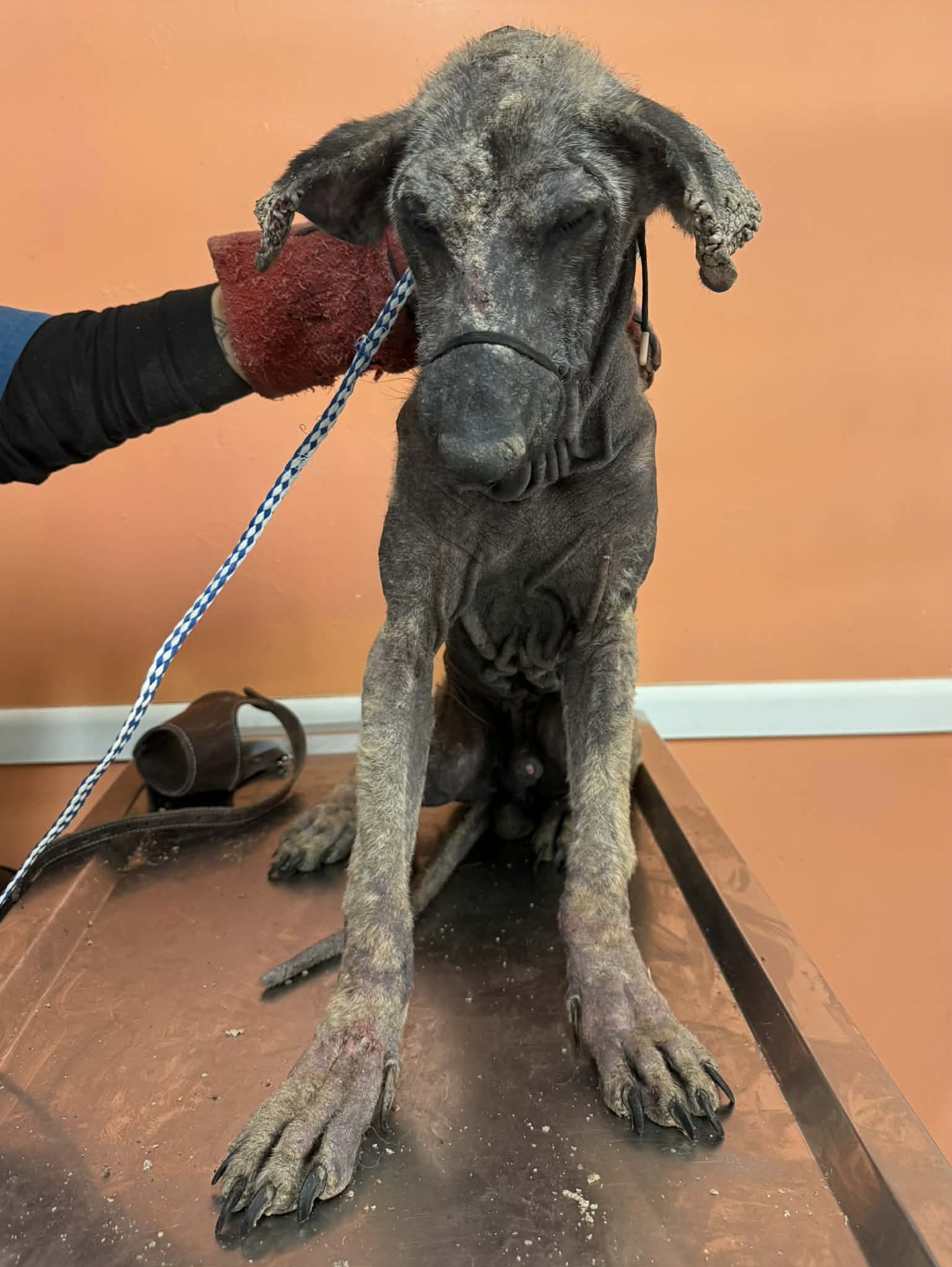 El perro estaba extremadamente delgado y prácticamente sin pelo; su frágil cuerpo reflejaba una vida de penurias.