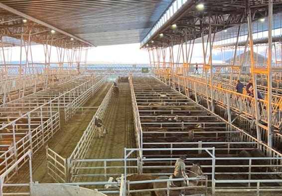 El detalle de venta fue 1321 novillos; 1377 novillitos; 2136 vaquillonas; 1713 vacas; 152 conservas, y 160 toros