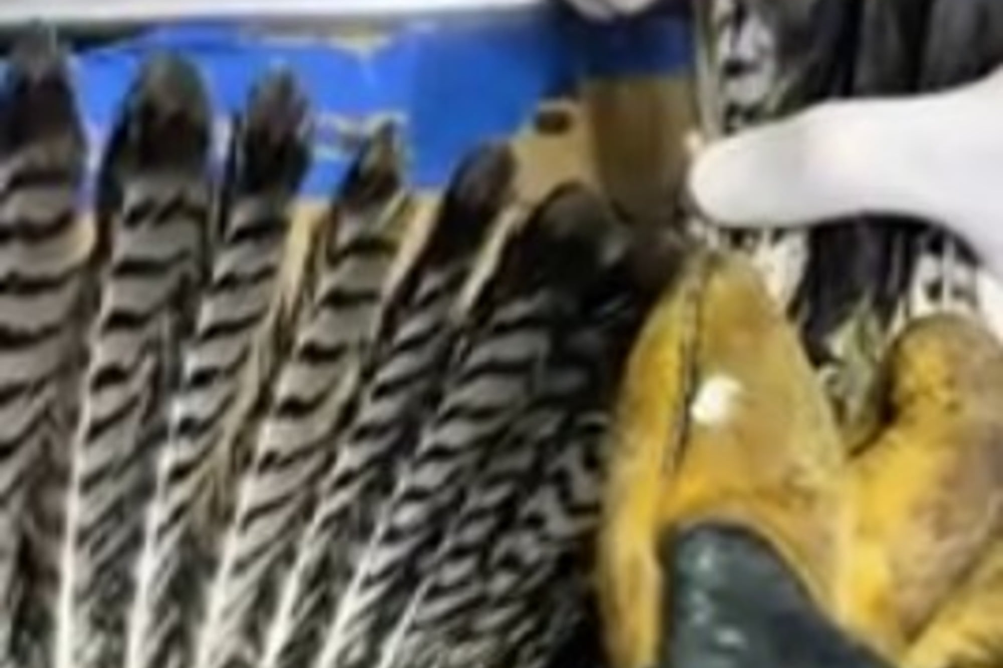 Los veterinarios tuvieron que injertar plumas nuevas al gavilán
