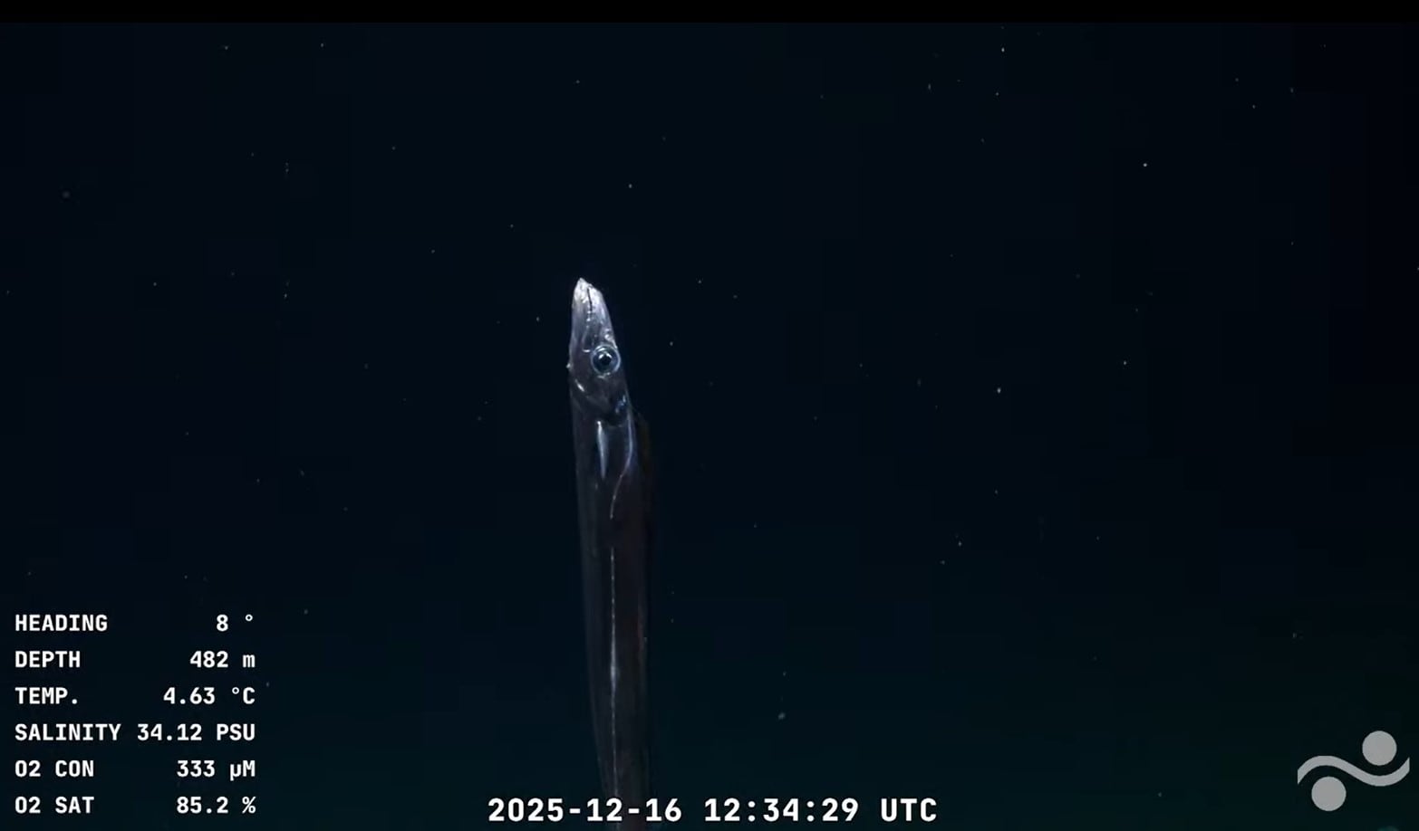 Streaming submarino. Anémonas, bolitas flotantes y “cohetes marinos”, las primeras sorpresas de la nueva expedición del Falkor (too)