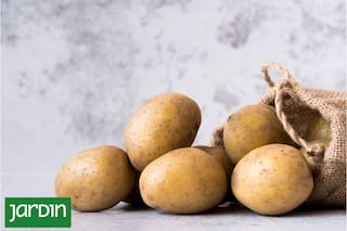 Es la verdura que más se consume en el país, tiene infinidad de usos en la cocina y puede ser parte de tu huerta