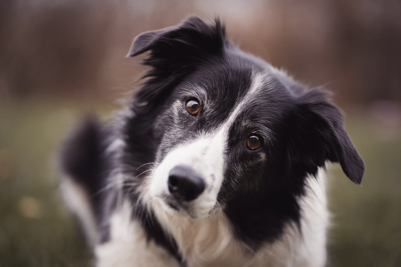 Border Collie es considerada la raza más inteligente