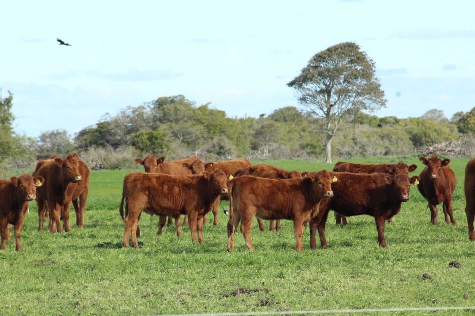 "Quieren un Senasa paralelo": revuelo en La Pampa por un polémico proyecto de ley que beneficiaría a un colegio veterinario