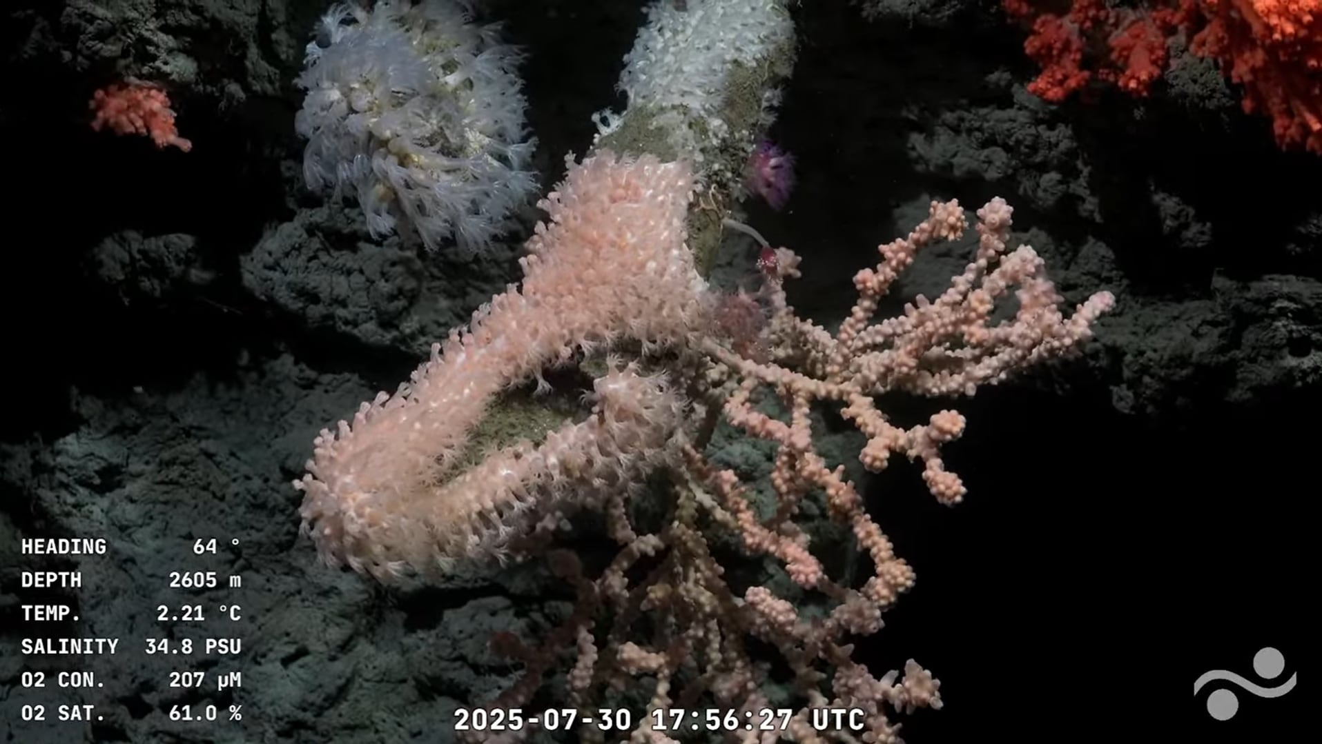 La transmisión formó parte de la campaña Talud Continental IV (Foto: Captura YouTube Schmidt Ocean)