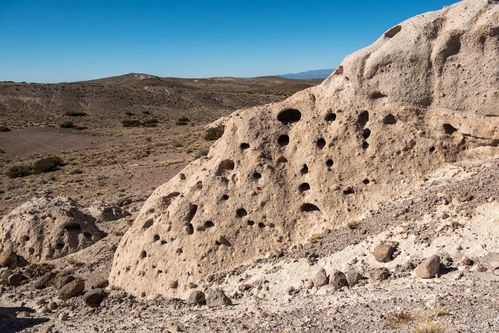 Hongos de Tocota, un sitio único entre la Cordillera de los Andes y la Pre Cordillera.