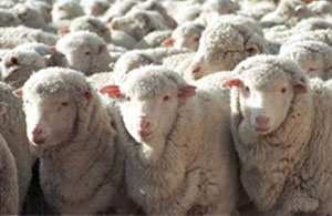 “En la Patagonia se faenan en tres frigoríficos unos 300.000 lanares, y se exporta de eso el 70%, mientras que el adulto se exporta el 98%”, detalló el directivo de SRA