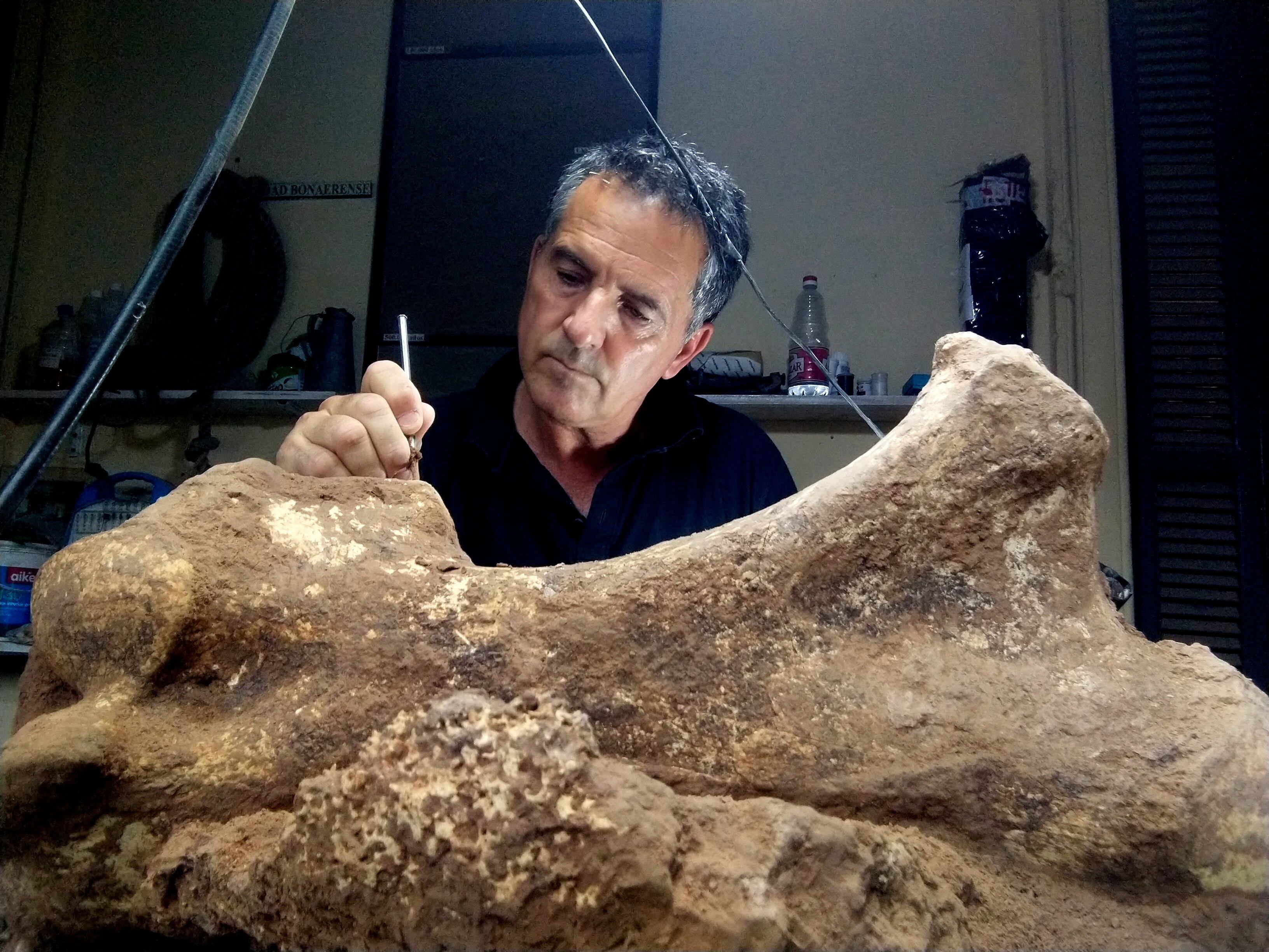 Preparación de uno de los fémures del ejemplar