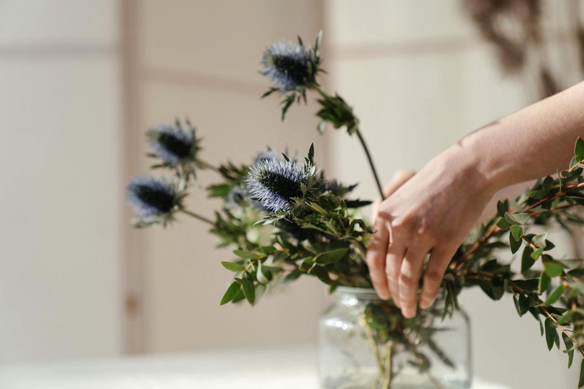 Para quienes buscan un resplandor metálico y casi arquitectónico, el género Eryngium funciona como alta joyería botánica dentro del jardín