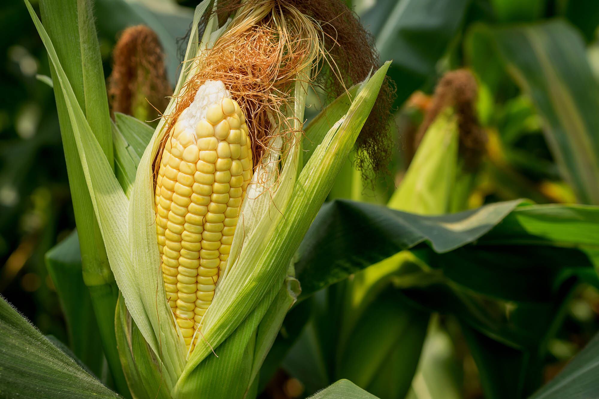 El cereal enfrenta nuevos desafíos: los técnicos coincidieron en que hay que acortar las brechas de rendimientos entre la producción potencial y la real del maíz