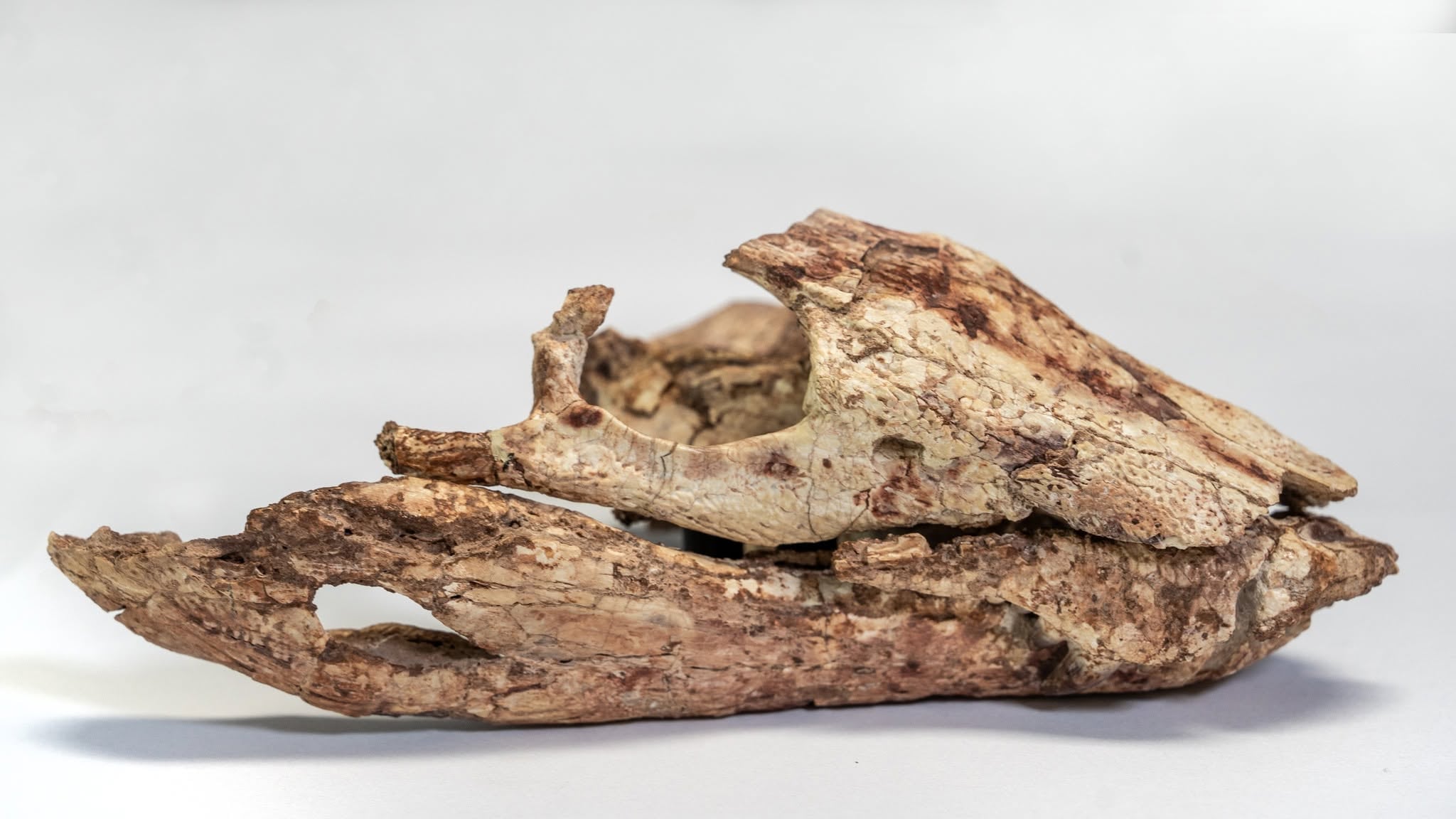 Adaptado a tierra firme: identifican en la Patagonia una nueva especie fósil de un superdepredador del Cretácico 6 El cocodrilo fósil fue hallado en el Área Paleontológica La Buitrera, en la provincia de Río Negro