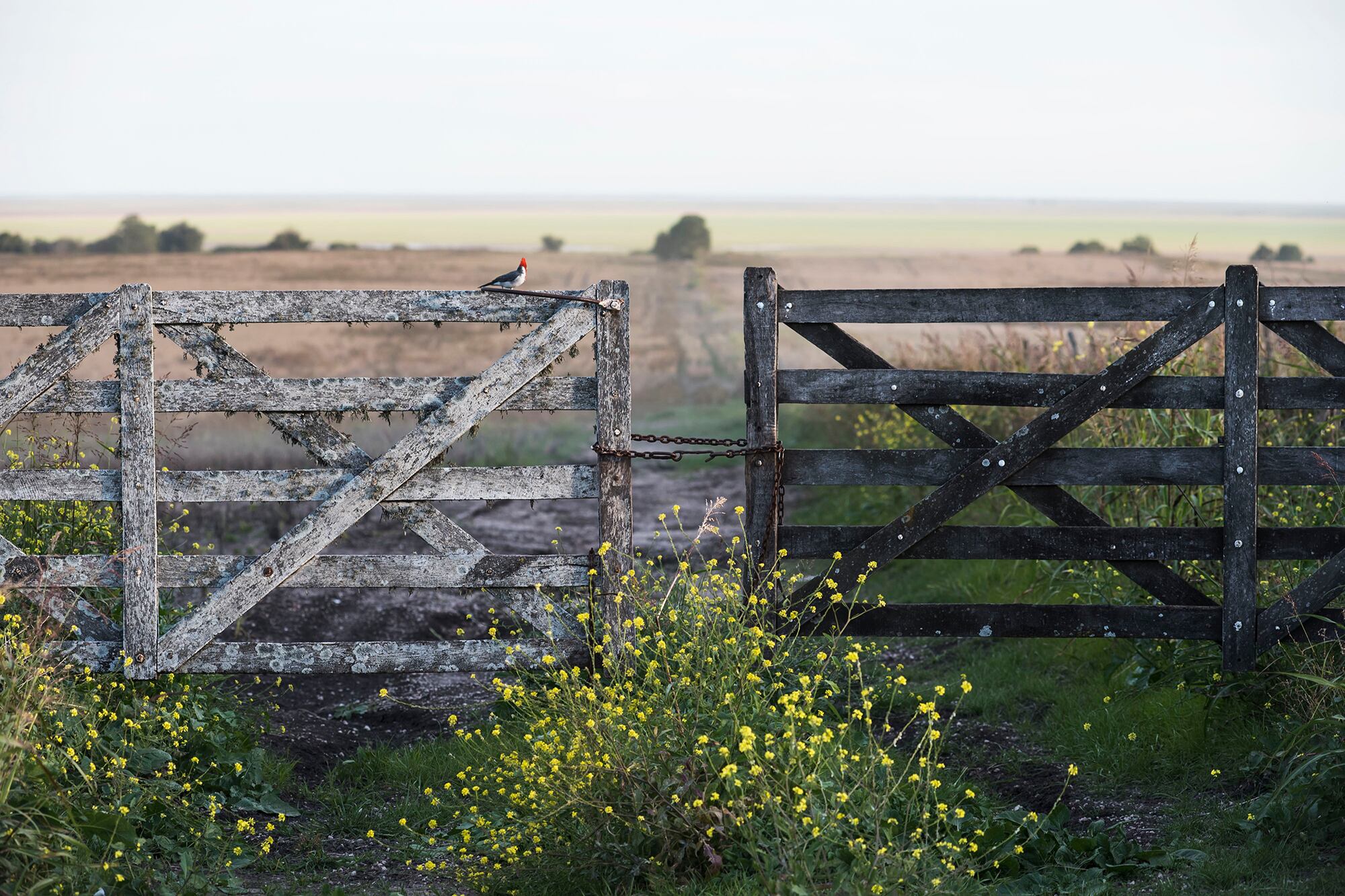 “Concreta, firme y bastante alta”: cierra un muy buen año, con valores récord, la compraventa de campos agrícolas