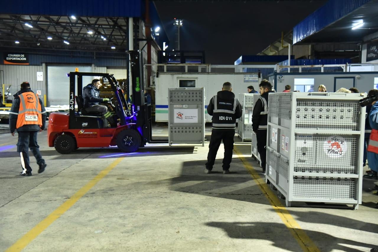 El traslado de las jaulas de los felinos en Ezeiza, previo a los traslados a los santuarios