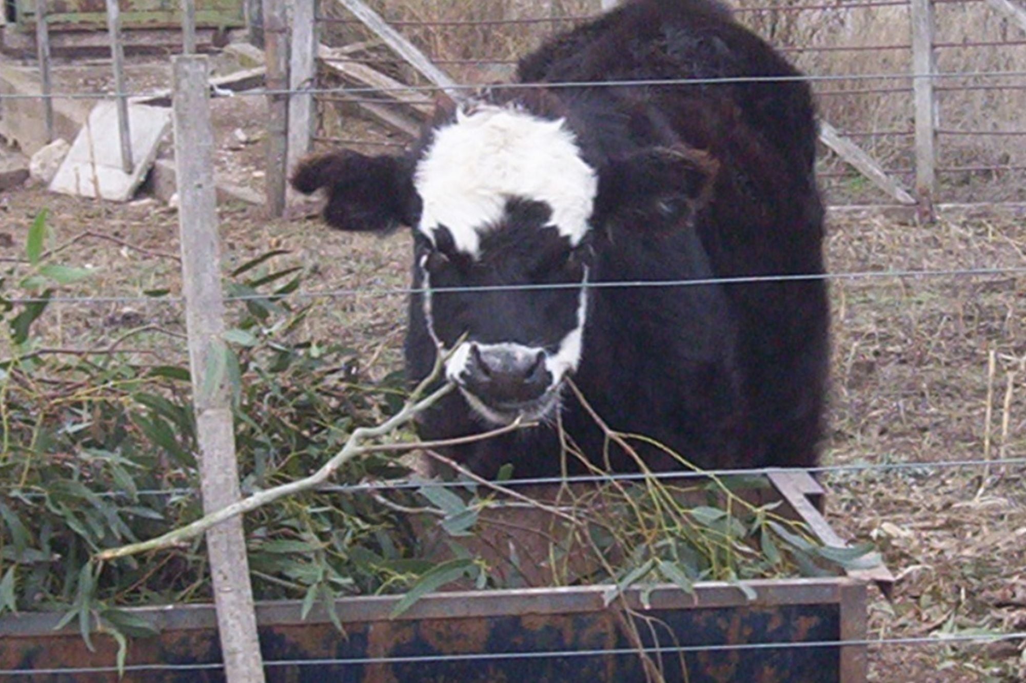 Para emergencias: cómo las ramas de eucaliptus pueden salvar un mal momento con las vacas