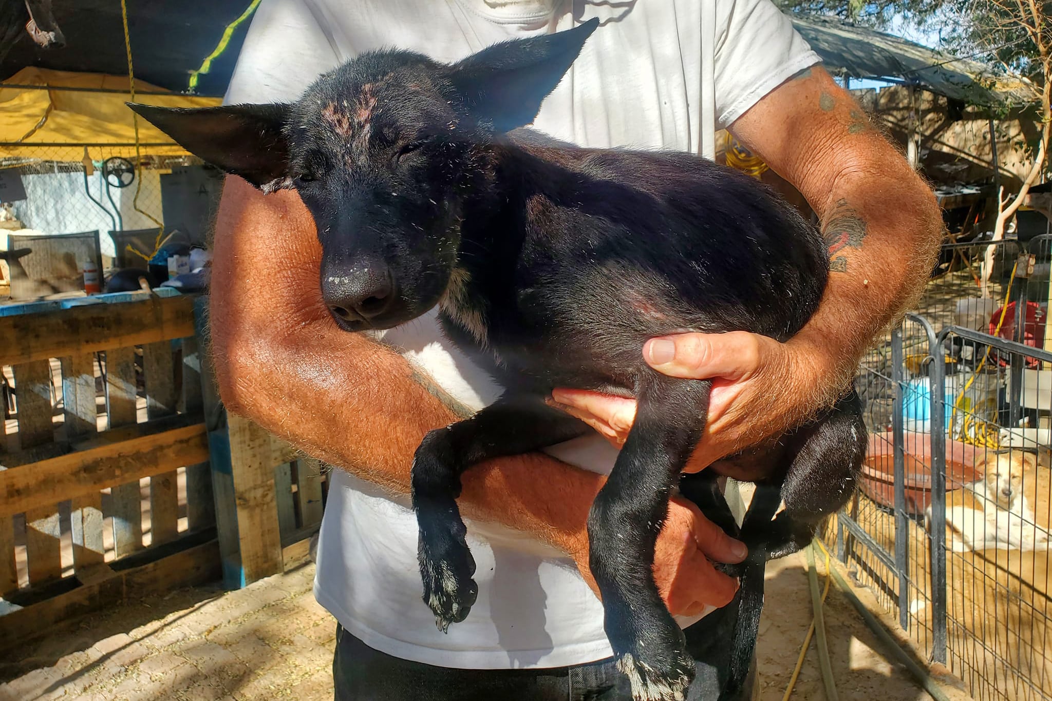 Dante fue trasladado a un centro que el refugio tiene en California.