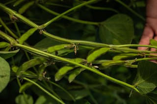 Más de 800 mil hectáreas probaron la nueva solución para malezas en soja