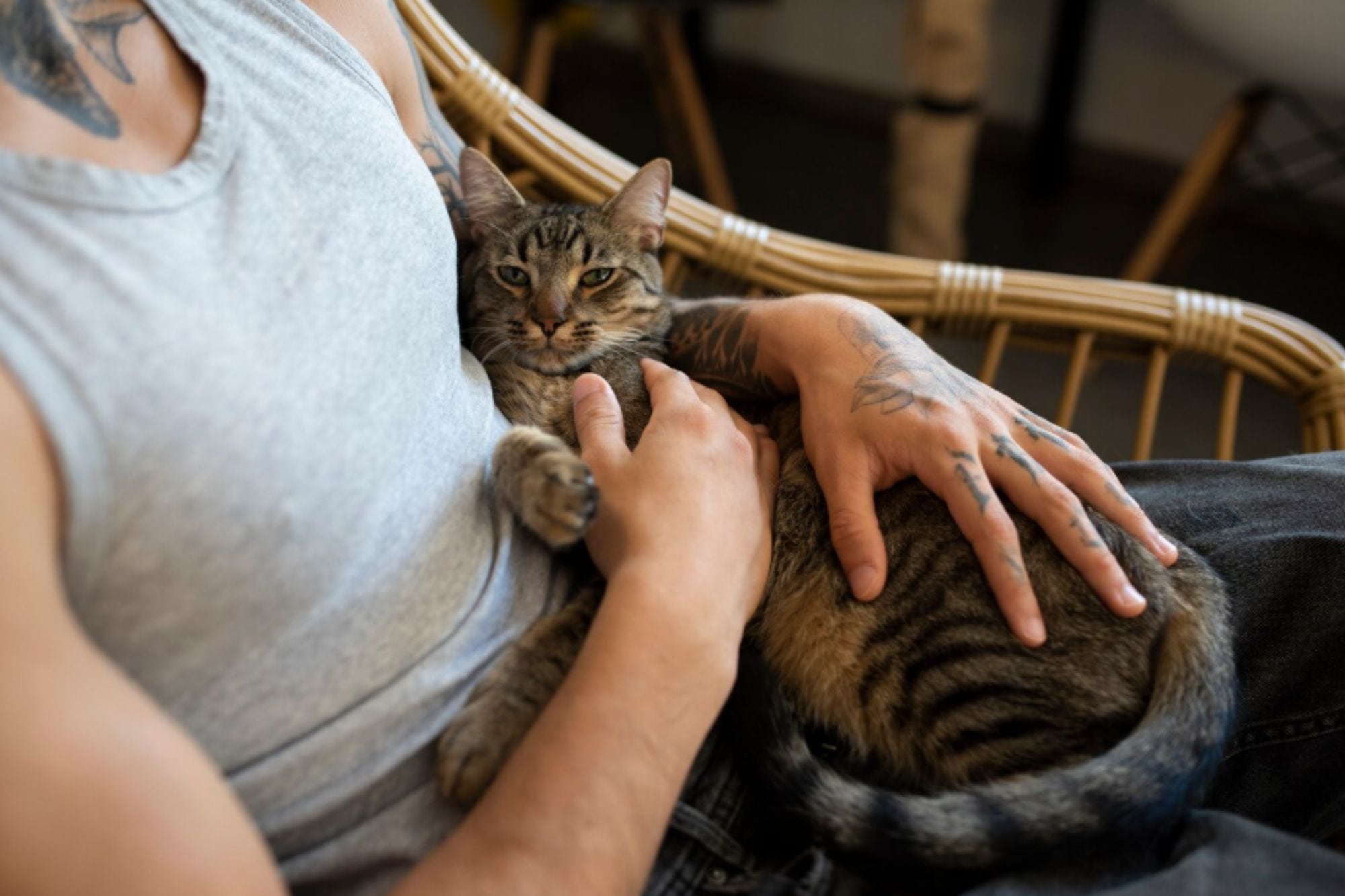Por qué acariciar a un gato podría no ayudarte a reducir el estrés, según un estudio